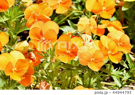 三鷹中原に咲くオレンジのビオラ 三鷹中原に咲くオレンジのビオラ 44944795