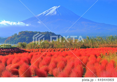 河口湖大石公園 紅葉コキアと富士山の写真素材