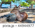 宮島 厳島神社の鹿 44944977