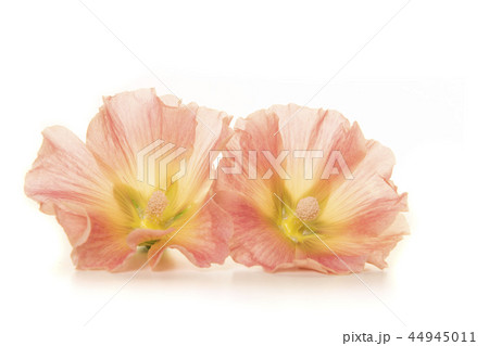 Two hollyhock flower heads on a white background Two hollyhock flower heads on a white background 44945011