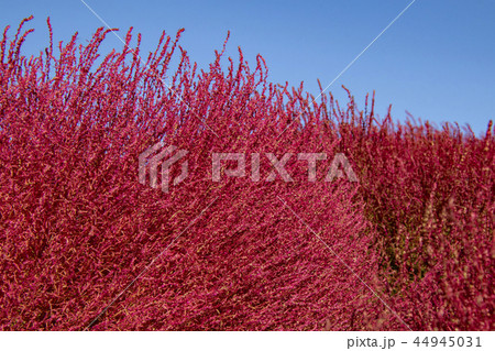 コキア 紅葉 アップ コキア 紅葉 アップ 44945031