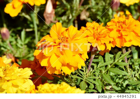 三鷹仙川公園に咲くマリーゴールド 三鷹仙川公園に咲くマリーゴールド 44945291