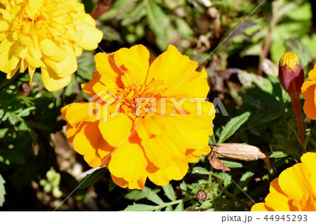 三鷹仙川公園に咲くマリーゴールド 三鷹仙川公園に咲くマリーゴールド 44945293