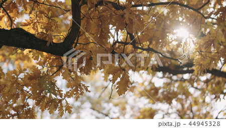 morning sun peeking through autumn oak leaves morning sun peeking through autumn oak leaves 44945328