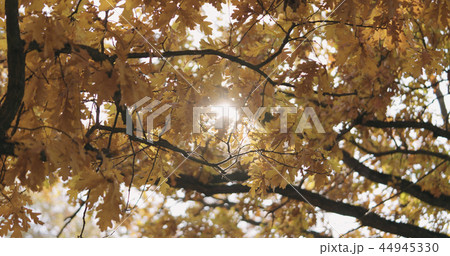 morning sun peeking through autumn oak leaves 44945330