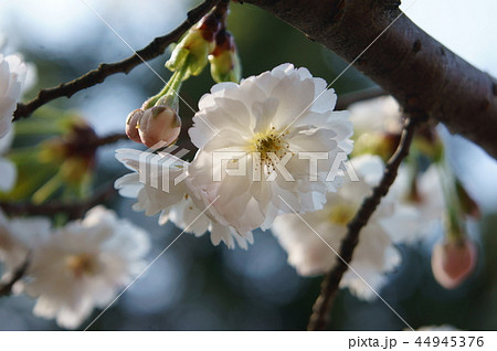 弘前公園の子福桜 弘前公園の子福桜 44945376