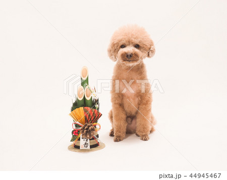 門松とお座りしたトイプードル 44945467
