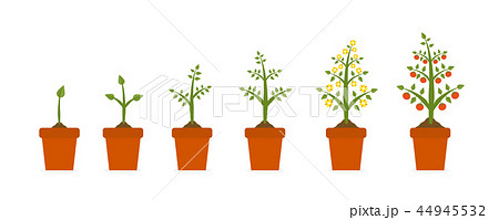 Plant growth stages in in ceramic pot. Tree with green leaf and red fruit. Planting vegetables 44945532