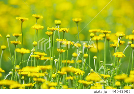 ダイヤーズカモミールの花 ダイヤーズカモミールの花 44945903