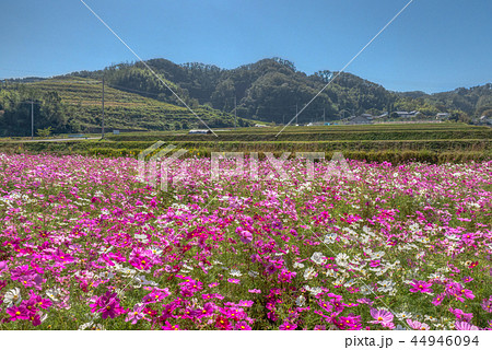 コスモスの里 穂谷 コスモスの里 穂谷 44946094