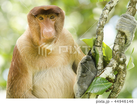 Portrait of a proboscis monkey 44946146