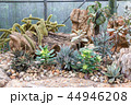 Group of cactus 44946208
