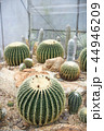 Round shaped cactus 44946209