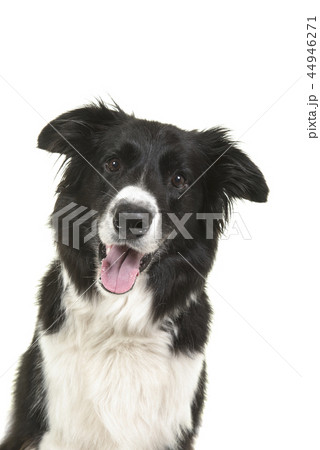 Portrait of a border collie looking at the camera Portrait of a border collie looking at the camera 44946271
