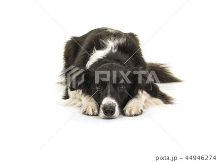 Border collie dog lying down 44946274