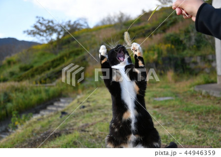 猫・野良猫・外ネコ・遊ぶ・猫じゃらし 猫・野良猫・外ネコ・遊ぶ・猫じゃらし 44946359