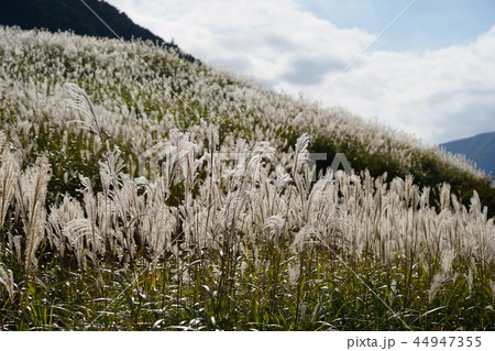 仙石原のススキ 44947355