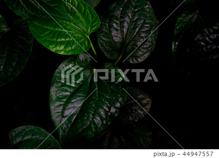 Top view of Wildbetal Leafbush. Green leaves Top view of Wildbetal Leafbush. Green leaves 44947557