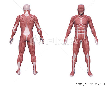 人物 筋肉 人体cg 全身直立のイラスト素材