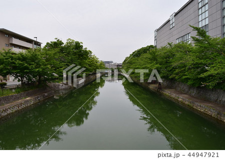 二条城の南堀 44947921