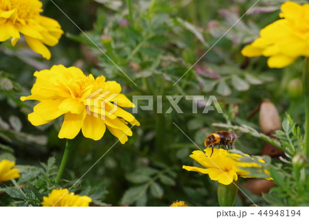 花 花 44948194