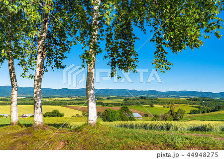 《北海道》美瑛の丘・三愛の丘より望む夏の田園風景 44948275