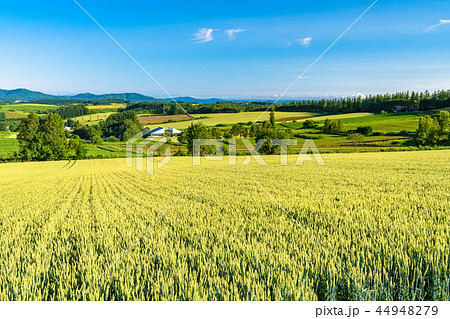 北海道 美瑛の丘 三愛の丘より望む夏の田園風景の写真素材