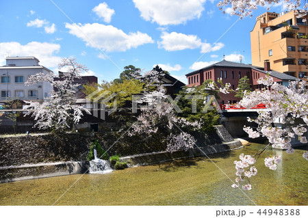 岐阜県高山市　春の高山祭開催時期　中心部を流れる宮川と中橋　満開の桜と民家とホテル 44948388