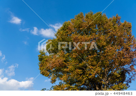 色ずいたケヤキの葉 44948463