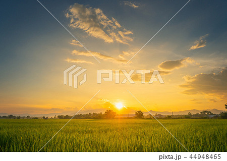 Beautiful rice field and sunset at Thailand. Beautiful rice field and sunset at Thailand. 44948465