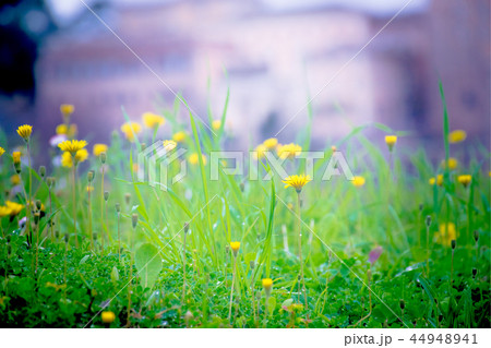 たんぽぽ 44948941