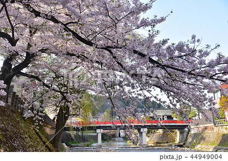 岐阜県高山市 春の高山祭開催時期 中心部を流れる宮川と中橋 満開の桜と民家 岐阜県高山市 春の高山祭開催時期 中心部を流れる宮川と中橋 満開の桜と民家 44949004