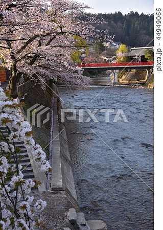 岐阜県高山市　春の高山祭開催時期　中心部を流れる宮川と中橋　満開の桜と民家 44949066