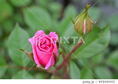 ミニバラの開花 44949445