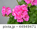 ゼラニウム 44949471