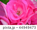 ゼラニウム 44949473