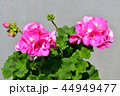 ゼラニウム 44949477
