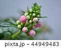 ラミウムの蕾 44949483