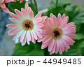 ミニガーベラ 44949485
