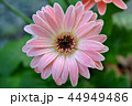ミニガーベラ 44949486