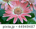 ミニガーベラ 44949487