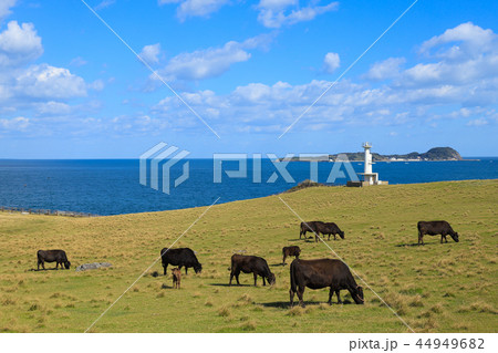 佐賀　杉ノ原放牧場 44949682
