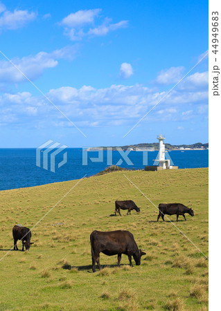 佐賀　杉ノ原放牧場 44949683