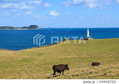 佐賀　杉ノ原放牧場 44949702