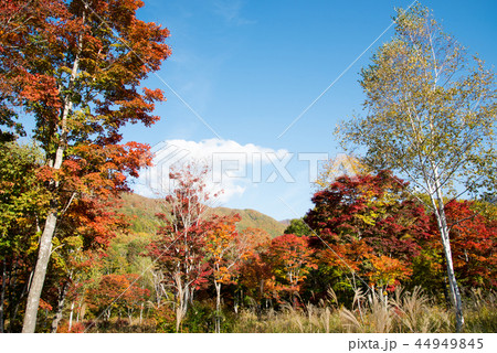どうぞの森の紅葉　2018秋 44949845