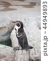 ペンギン 44949893