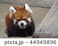 レッサーパンダ 44949896