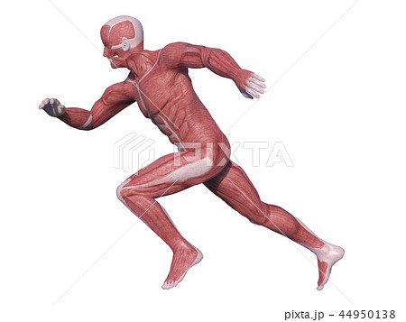 人体CG 筋肉 男性 走 L 人体CG 筋肉 男性 走 L 44950138