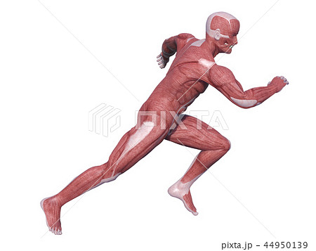人体CG　筋肉　男性　走　R 44950139