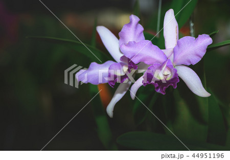 Beautiful violet hybrid Cattleya flower orchid Beautiful violet hybrid Cattleya flower orchid 44951196